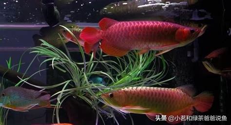 可與龍魚混養的魚